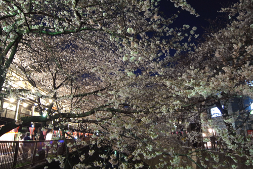 目黒川の桜1